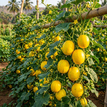 Yellow Cucumber Dosakaya Seeds – Cucumber Seeds for Home Garden