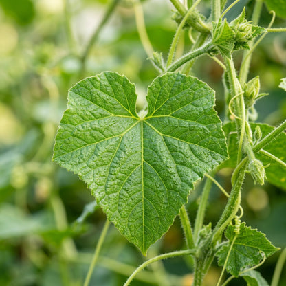 Yellow Cucumber Dosakaya Seeds – Cucumber Seeds for Home Garden