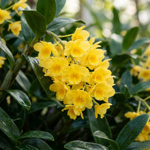 Yellow Densiflorum Flower Seeds for Garden Planting