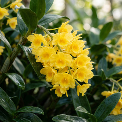 Yellow Densiflorum Flower Seeds for Garden Planting
