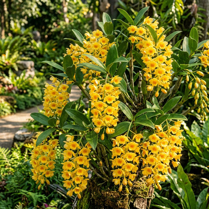 Yellow Densiflorum Flower Seeds for Garden Planting