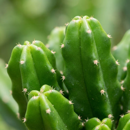Yellow Dragon Fruit (Pitaya) Seeds for Planting
