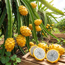 Yellow Dragon Fruit (Pitaya) Seeds for Planting