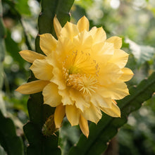 Yellow Epiphyllum Orchid Cactus Seeds for Planting