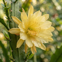Yellow Epiphyllum Orchid Cactus Seeds for Planting