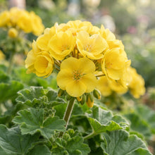 Yellow Geranium Flower Seeds for Planting