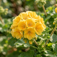 Yellow Geranium Flower Seeds for Planting