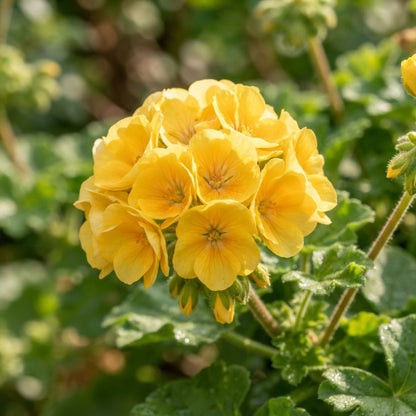 Yellow Geranium Flower Seeds for Planting
