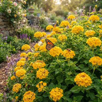 Yellow Geranium Flower Seeds for Planting