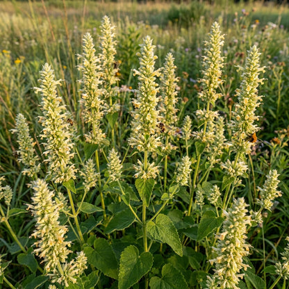 Agastache Nepetoides Flower Seeds For Planting