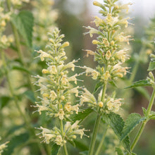 Agastache Nepetoides Flower Seeds For Planting