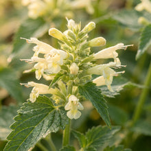 Agastache Nepetoides Flower Seeds For Planting