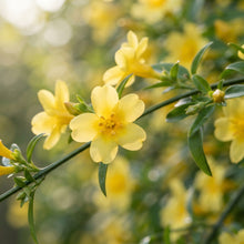 Yellow Jasmine Flower Seeds for Planting