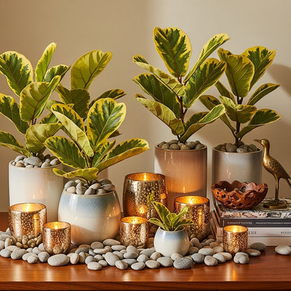 Yellow Leaf Ficus Plant for Indoor & Outdoor Garden Decor