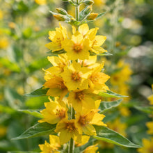 Lysimachia Punctata Yellow Perennial Seeds for Planting
