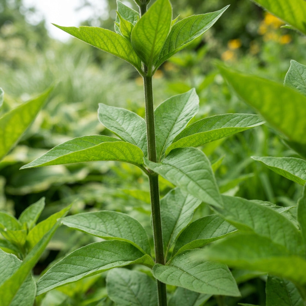 Lysimachia Punctata Yellow Perennial Seeds for Planting