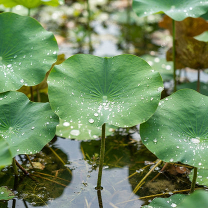 Yellow Lotus Flower Seeds for Planting