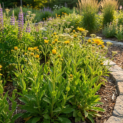 Yellow Meadow Arnica Flower Seeds – Bright Yellow Blooms