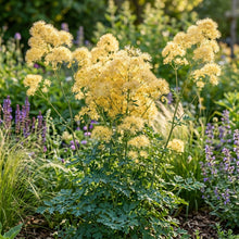 Yellow Meadow Rue Flower Seeds For Planting