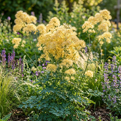 Yellow Meadow Rue Flower Seeds For Planting
