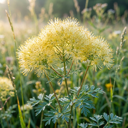 Yellow Meadow Rue Flower Seeds For Planting