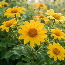 Yellow Mexican Sunflower Seeds - Mexican Sunflower Flower Seeds for Garden