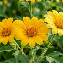 Yellow Mexican Sunflower Seeds - Mexican Sunflower Flower Seeds for Garden