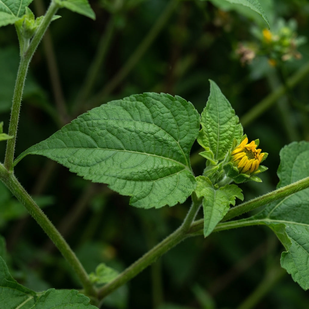 Yellow Mexican Sunflower Seeds - Mexican Sunflower Flower Seeds for Garden