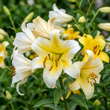 Yellow Mixed White Lily Flower Seeds for Garden Planting