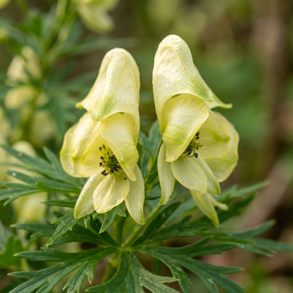 Aconitum Anthora Flower Seeds For Planting