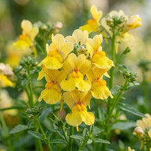 Yellow Nemesia Flower Seeds For Planting