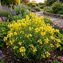 Yellow Nemesia Flower Seeds For Planting