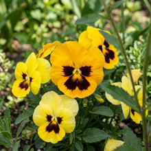 Yellow Pansy Flower Seeds For Planting