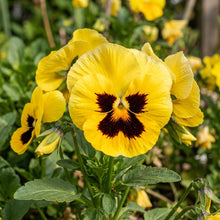 Yellow Pansy Flower Seeds For Planting