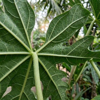 Yellow Papaya Seeds for Planting