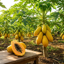 Yellow Papaya Seeds for Planting
