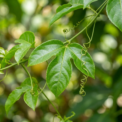 Passion Fruit Yellow Flavicarpa Seeds for Planting – Tropical Vine Fruit Seeds for Home Gardening