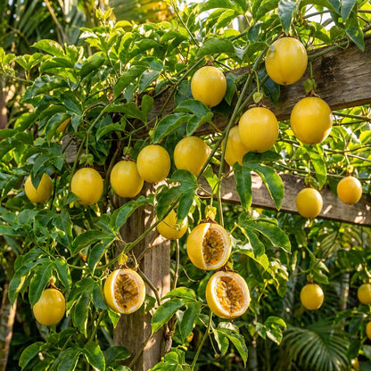 Yellow Passion Fruit (Passiflora edulis flavicarpa) Seeds for Planting