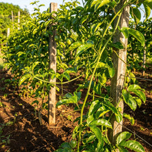 Yellow Passion Fruit (Passiflora edulis flavicarpa) Seeds for Planting