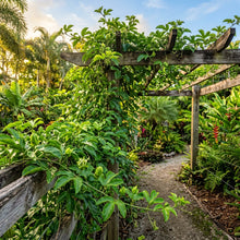 Passion Fruit Yellow Flavicarpa Seeds for Planting – Tropical Vine Fruit Seeds for Home Gardening