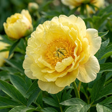 Yellow Peony Flower Seeds for Planting