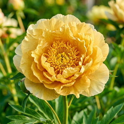 Yellow Peony Flower Seeds for Planting