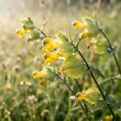 Yellow Rattle Seeds for Planting