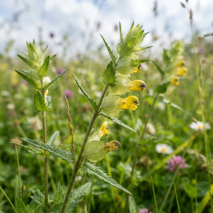 Yellow Rattle Seeds for Planting