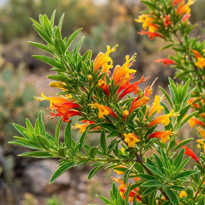 Yellow Red Arizona Flower Seeds – Colourful Bloom Mix