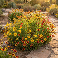 Yellow Red Arizona Flower Seeds – Colourful Bloom Mix