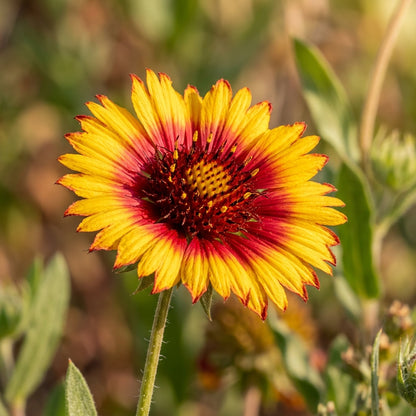 Yellow Red Arizona Flower Seeds – Colourful Bloom Mix