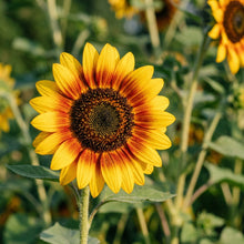 Yellow Red Ring Sunflower Seeds For Planting