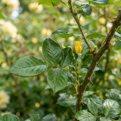 Yellow Rose Flower Seeds for Planting