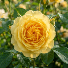 Yellow Rose Flower Seeds - Yellow Rose Flower Seeds for Garden